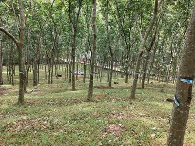 Image of 106722 Sq.ft Residential Plot / Land for sale in Vadakkencherry, Palakkad for Rs. 9824500