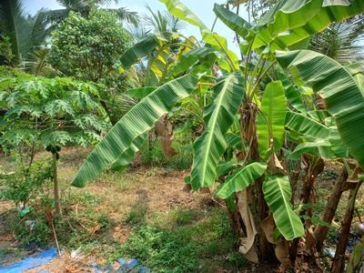 Image of 3048 Sq.ft Residential Plot / Land for sale in Maradu, Kochi for Rs. 10500000