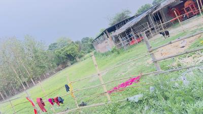 Image of 3062 Sq.ft Residential Plot / Land for sale in Bara Bazar, Madhubani for Rs. 4000000