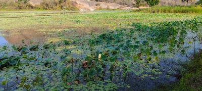 Image of 5989 Sq.ft Residential Plot / Land for sale in Harohalli, Ramnagara, Bengaluru for Rs. 7181411