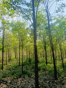 Image of 200 Sq.ft Residential Plot / Land for sale in Bhogapuram, Visakhapatnam for Rs. 1300000