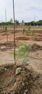 Image of 10410 Sq.ft Residential Plot / Land for sale in Chengalpattu, Chennai for Rs. 3747600