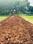 Bihta Plot View 2
