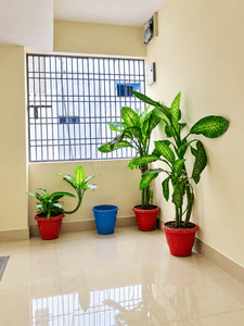 Image of 160 Sq.ft 1 BHK Apartment / Flat for rent in Sigra, Varanasi for Rs. 7000