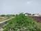 Sherpur  Plot View 2
