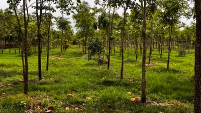 Image of 10000 Sq.ft 1.5 BHK Farm House for sale in Uthukkottai, Chennai for Rs. 5000000