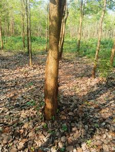 Image of 200 Sq.ft Residential Plot / Land for sale in Bhogapuram, Visakhapatnam for Rs. 1300000