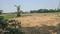Pahala Plot View 2