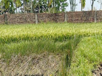 Image of 1440 Sq.ft Residential Plot / Land for sale in Sonarpur, Kolkata for Rs. 499999