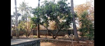 Image of 6500 Sq.ft 4 BHK Farm House for rent in Yadrav, Ichalkaranji for Rs. 30000