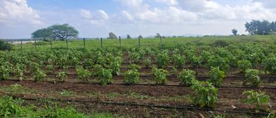 Image of 17500 Sq.ft Residential Plot / Land for sale in Dugaon, Nashik for Rs. 6800000
