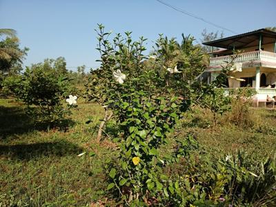Image of 31581 Sq.ft 5 BHK Farm House for sale in Talere Naka, Sindhudurg for Rs. 20000000