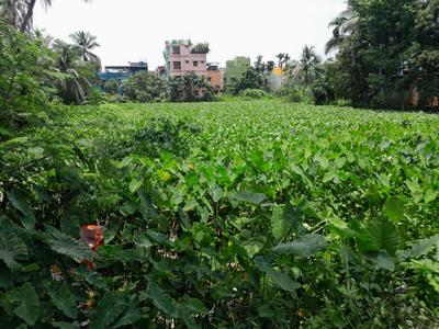 Image of 86400 Sq.ft Residential Plot / Land for sale in Baruipur, Kolkata for Rs. 65000000