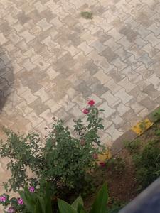 Balcony Image of Boys PG in Mubarakpur, Dera Bassi