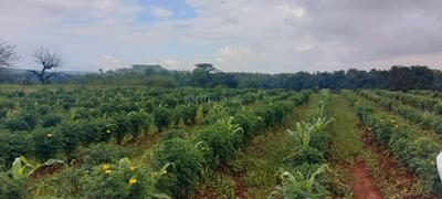 Image of 5360 Sq.ft Residential Plot / Land for sale in Trimbak, Nashik for Rs. 2301000