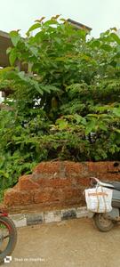 Image of 1650 Sq.ft Residential Plot / Land for sale in Khandagiri, Bhubaneswar for Rs. 8500000