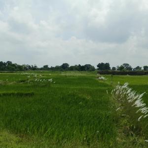 Image of 1200 Sq.ft Residential Plot / Land for sale in Kanke, Ranchi for Rs. 1800000