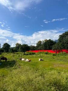 Image of 1012 Sq.ft Residential Plot / Land for sale in Bhauwala, Dehradun for Rs. 4500000