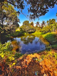 Image of 21635 Sq.ft 2 BHK Farm House for sale in Tarkeshwar, Hooghly for Rs. 18000000
