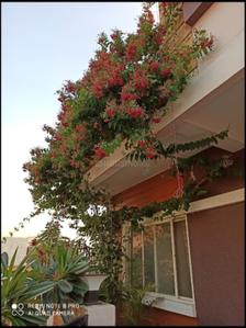 Balcony Image of 965 Sq.ft 2 BHK Independent House for sale in Bijalpur Indore for Rs. 9100000