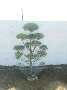 Image of 1000 Sq.ft Residential Plot / Land for sale in Ringnodiya, Indore for Rs. 3725000