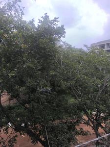 Bedroom Five Image of 3150 Sq.ft 5 BHK Apartment / Flat for sale in Bikasipura Bengaluru for Rs. 29000100