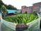 Chandrabani Plot View 2