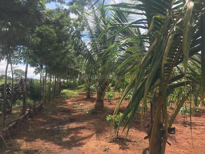 Thaluru Main Image 1