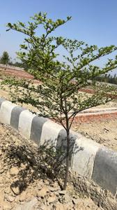 Image of 1250 Sq.ft Residential Plot / Land for sale in Gosainganj, Lucknow for Rs. 2812000