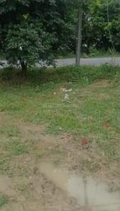 Image of 810 Sq.ft Residential Plot / Land for sale in Brajbhoomi Residency, Ral, Vrindavan for Rs. 5310000