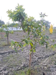 Image of 9600 Sq.ft Residential Plot / Land for sale in Walajabad, Chennai for Rs. 2400000