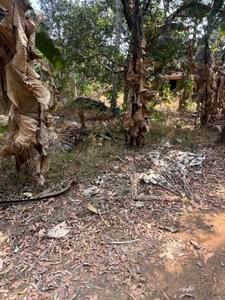 Image of 4356 Sq.ft Residential Plot / Land for sale in Kolazhy, Thrissur for Rs. 6500000