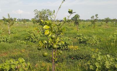 Image of 9600 Sq.ft Residential Plot / Land for sale in Sri Sai Garden, Walajabad, Chennai for Rs. 2100000