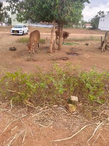 Image of 2247 Sq.ft Residential Plot / Land for sale in Kottaipalayam, Coimbatore for Rs. 3500000