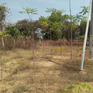 Image of 1320 Sq.ft Residential Plot / Land for sale in Masaipet, Hyderabad for Rs. 2500000