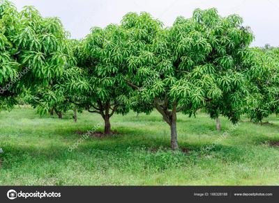 Image of 5000 Sq.ft Residential Plot / Land for sale in Sawarde, Ratnagiri for Rs. 2500000