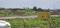 Manglia Plot View 2