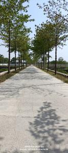 Image of 1500 Sq.ft Residential Plot / Land for sale in Banthra Sikander Pur, Lucknow for Rs. 2100000