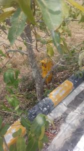 Image of 2000 Sq.ft Residential Plot / Land for sale in Thiruporur, Chennai for Rs. 6400000