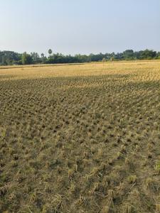 Image of 43560 Sq.ft Residential Plot / Land for sale in Pipili, Puri for Rs. 12500000