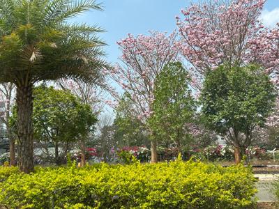 Image of 2400 Sq.ft Residential Plot / Land for sale in Lingapura, Anekal, Bengaluru for Rs. 15500000