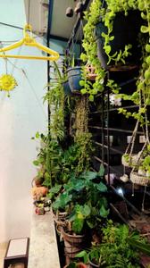 Image of 630 Sq.ft 1 BHK Apartment / Flat for sale in Mundhwa, Pune for Rs. 2500000