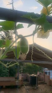 Balcony Image of Lakshita PG Forest lane in Vazhuthacaud, Thiruvananthapuram