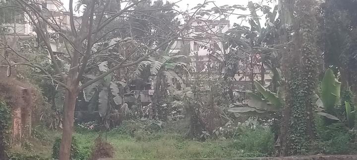 Lichubagan Main Image 1