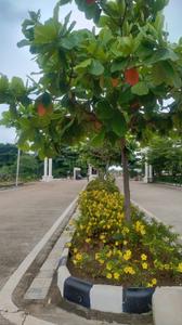 Image of 968 Sq.ft Residential Plot / Land for sale in Bhilai Marshalling Yard, Charoda for Rs. 1645600