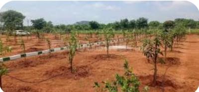Image of 1353 Sq.ft Residential Plot / Land for sale in Neemsboro Manavooru, Narayankhed, Sangareddy for Rs. 800000