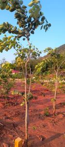 Sandal garden bhogapuram Plot View 2