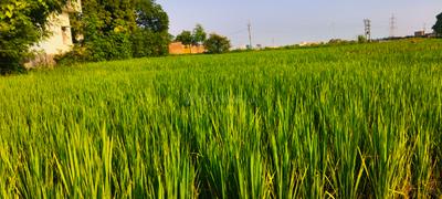 Image of 2720 Sq.ft Residential Plot / Land for sale in Kandwa, Varanasi for Rs. 3600000