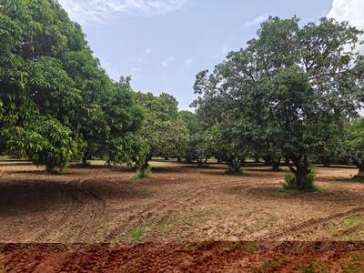 Image of 39300 Sq.ft Residential Plot / Land for sale in Kothapalle, Hyderabad for Rs. 60900000