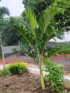 Image of 1200 Sq.ft Residential Plot / Land for sale in Thatchoor, Chennai for Rs. 1968000